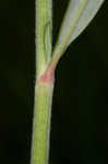 Longleaf buckwheat